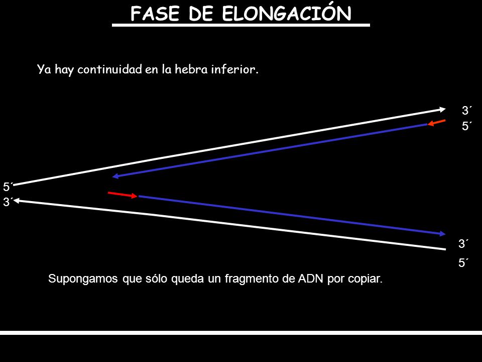 FASE DE ELONGACIÓN Ya hay continuidad en la hebra inferior. 3´ 5´ 5´