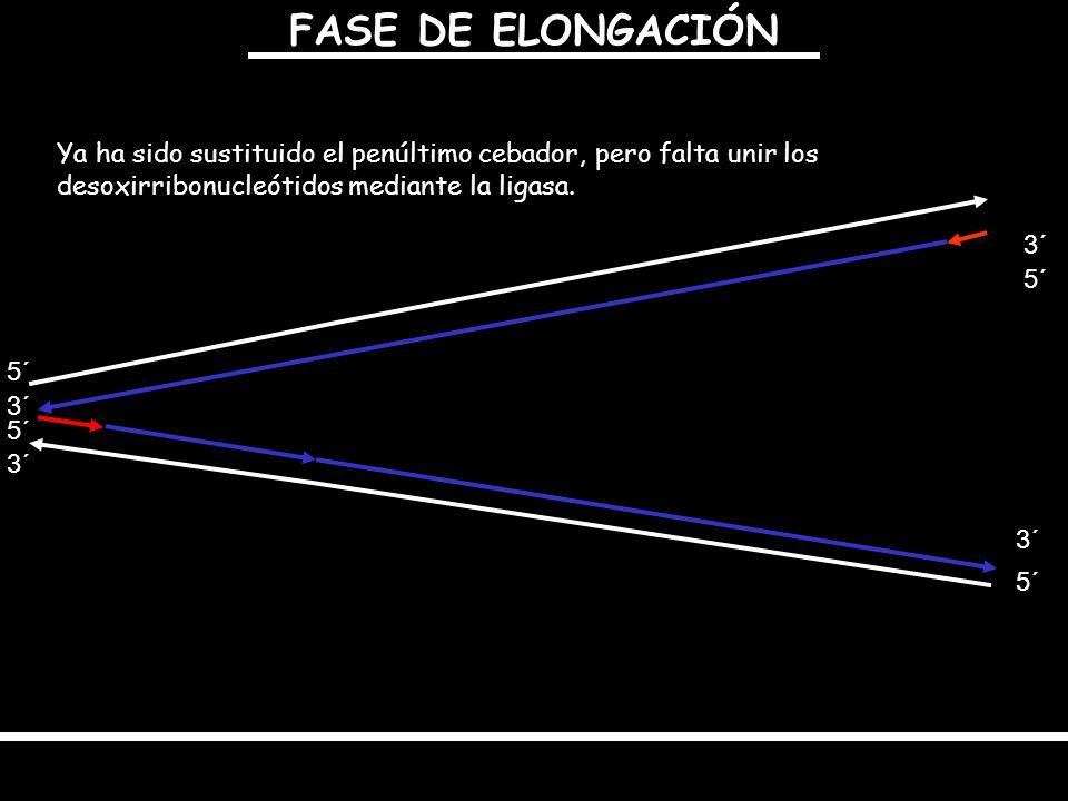FASE DE ELONGACIÓN Ya ha sido sustituido el penúltimo cebador, pero falta unir los desoxirribonucleótidos mediante la ligasa.