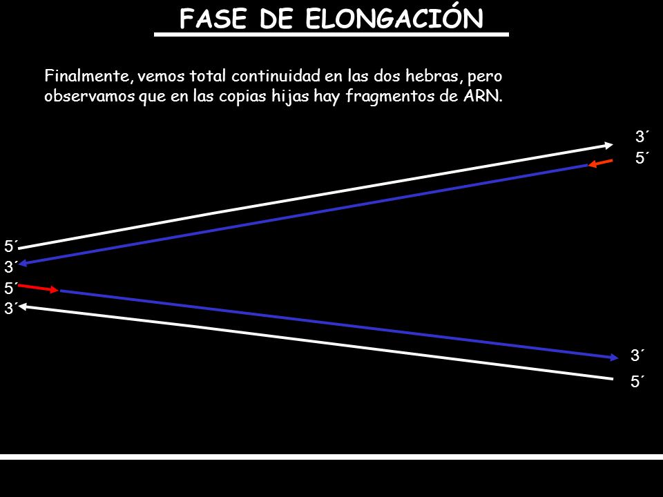 FASE DE ELONGACIÓN Finalmente, vemos total continuidad en las dos hebras, pero observamos que en las copias hijas hay fragmentos de ARN.