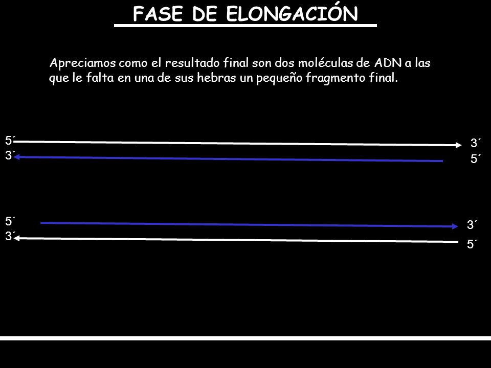 FASE DE ELONGACIÓN Apreciamos como el resultado final son dos moléculas de ADN a las que le falta en una de sus hebras un pequeño fragmento final.
