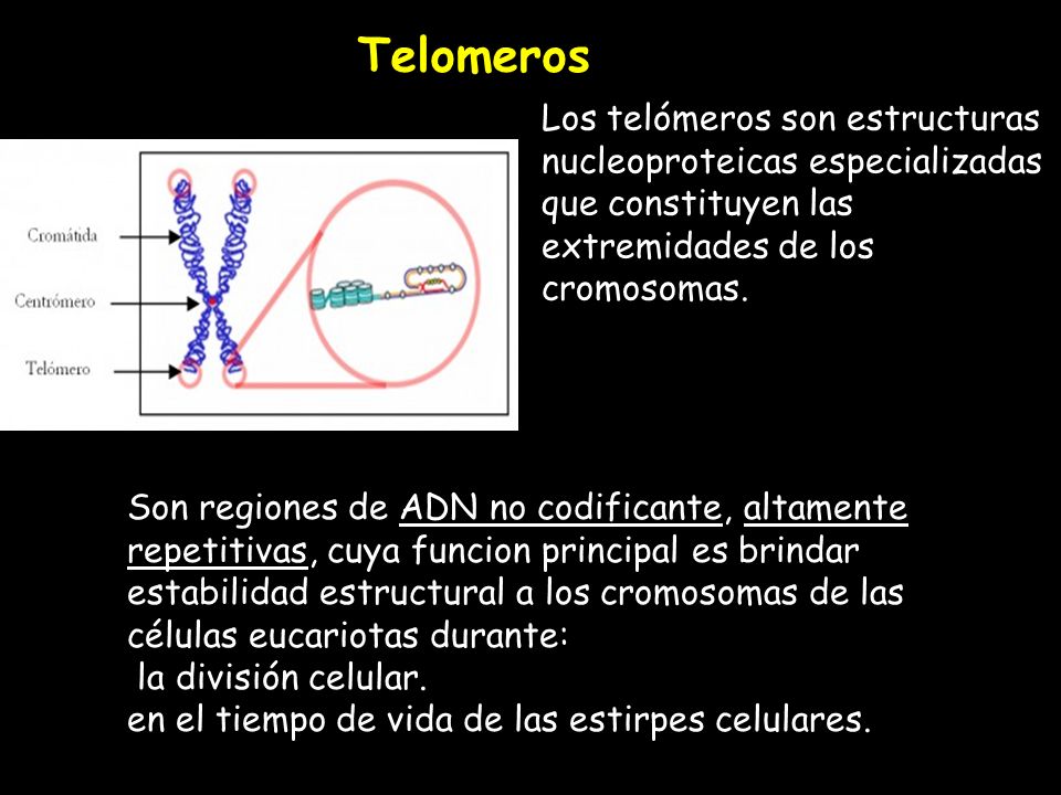 Telomeros Los telómeros son estructuras nucleoproteicas especializadas que constituyen las extremidades de los cromosomas.