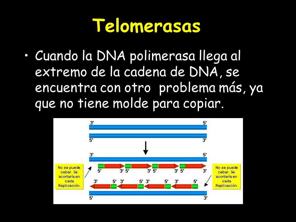 Telomerasas Cuando la DNA polimerasa llega al extremo de la cadena de DNA, se encuentra con otro problema más, ya que no tiene molde para copiar.