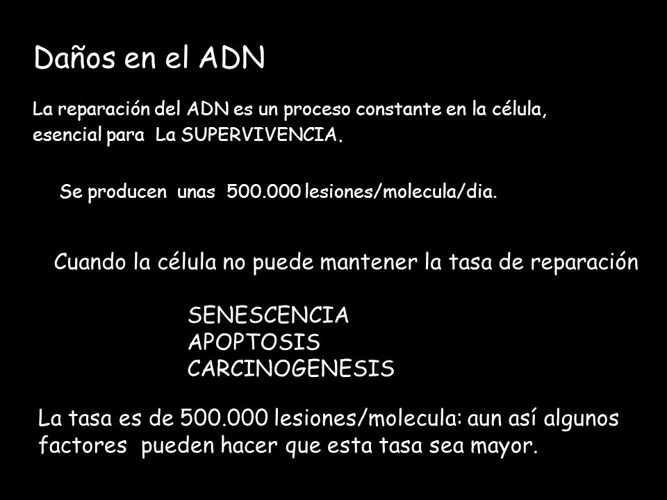 Daños en el ADN La reparación del ADN es un proceso constante en la célula, esencial para La SUPERVIVENCIA.