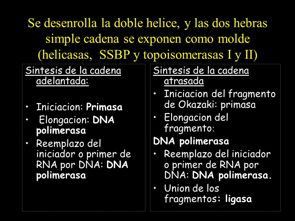 Se desenrolla la doble helice, y las dos hebras simple cadena se exponen como molde (helicasas, SSBP y topoisomerasas I y II)