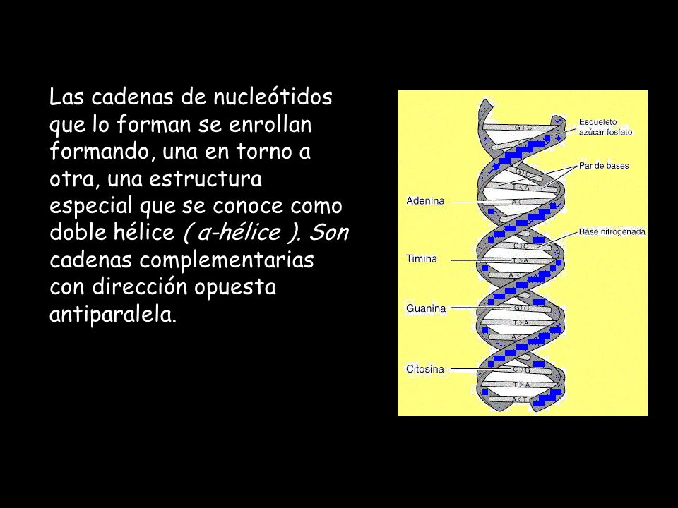 Las cadenas de nucleótidos que lo forman se enrollan