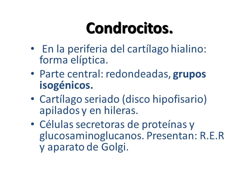 Condrocitos. En la periferia del cartílago hialino: forma elíptica.