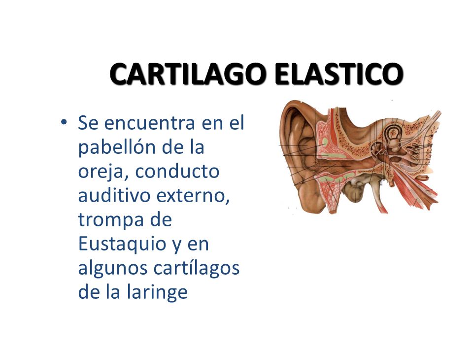CARTILAGO ELASTICO Se encuentra en el pabellón de la oreja, conducto auditivo externo, trompa de Eustaquio y en algunos cartílagos de la laringe.