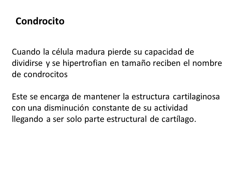 Condrocito Cuando la célula madura pierde su capacidad de dividirse y se hipertrofian en tamaño reciben el nombre de condrocitos.