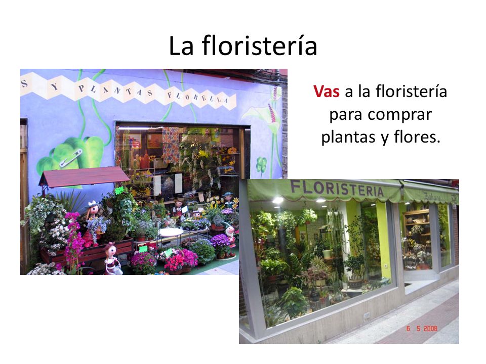 Vas a la floristería para comprar plantas y flores.