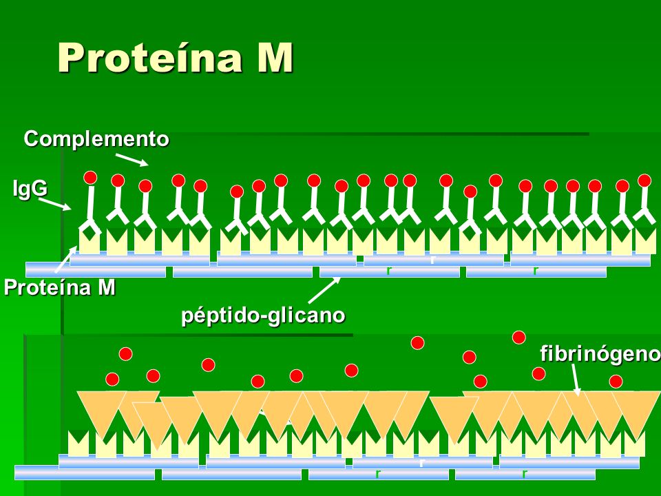 Proteína M Complemento IgG r Proteína M péptido-glicano fibrinógeno r