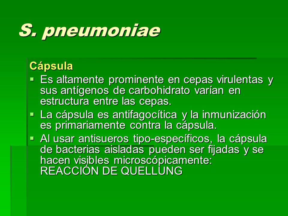 S. pneumoniae Cápsula Es altamente prominente en cepas virulentas y sus antígenos de carbohidrato varían en estructura entre las cepas.