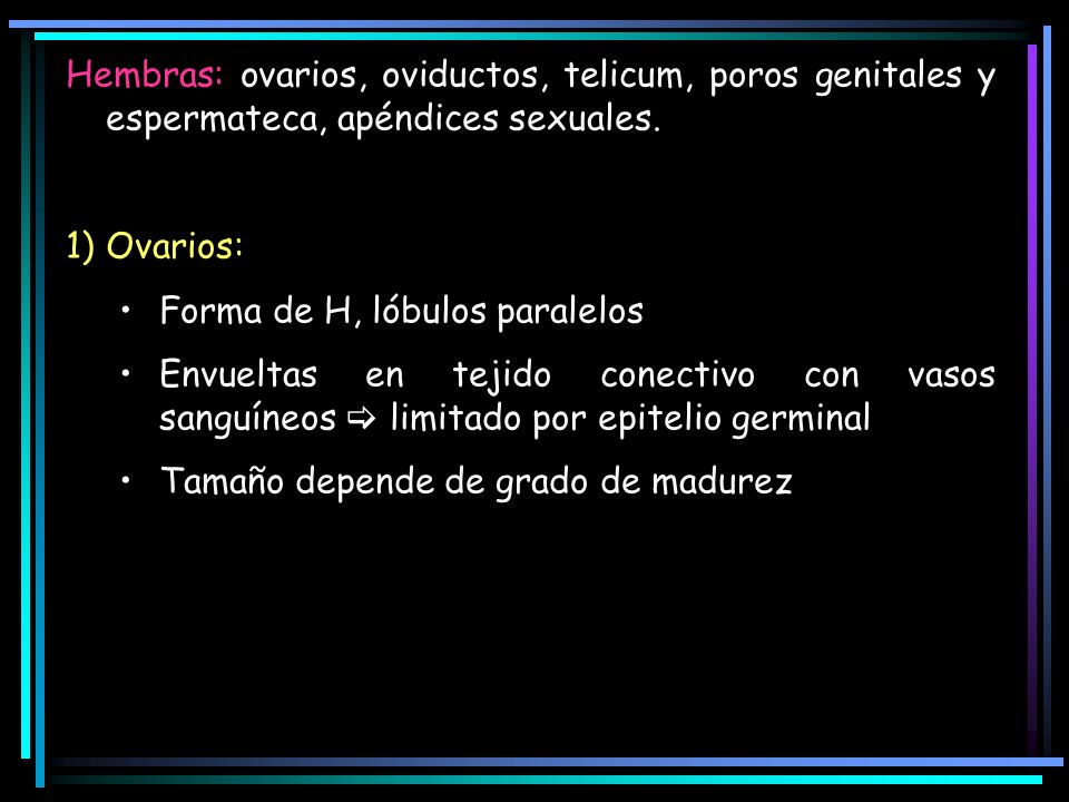 Hembras: ovarios, oviductos, telicum, poros genitales y espermateca, apéndices sexuales.