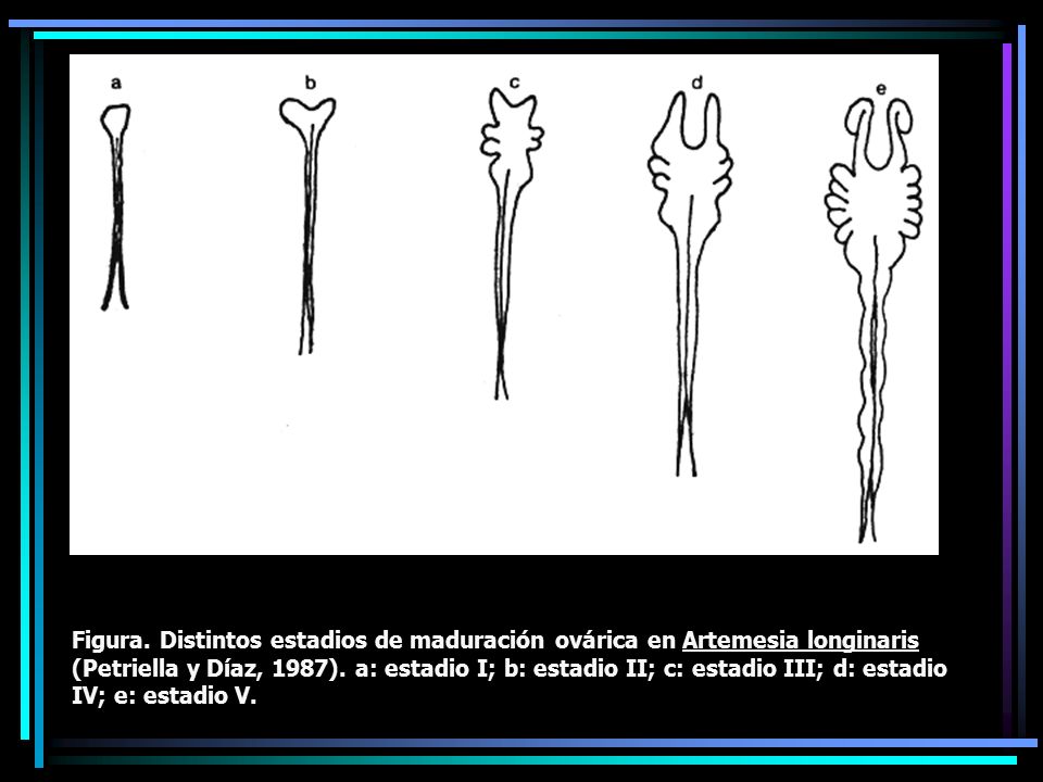 Figura. Distintos estadios de maduración ovárica en Artemesia longinaris (Petriella y Díaz, 1987).