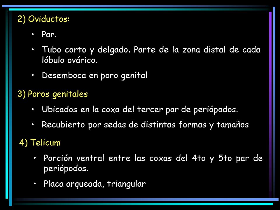 2) Oviductos: Par. Tubo corto y delgado. Parte de la zona distal de cada lóbulo ovárico. Desemboca en poro genital.