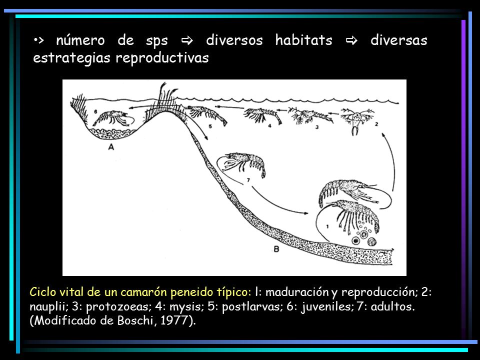 > número de sps  diversos habitats  diversas estrategias reproductivas