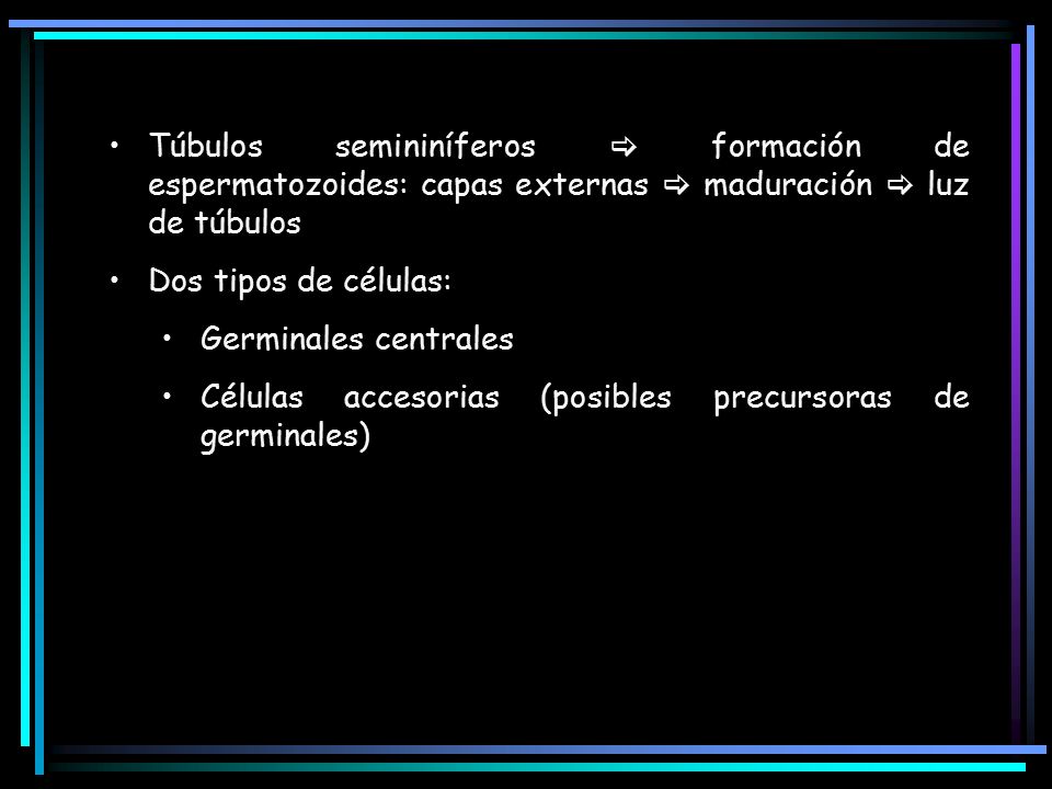 Túbulos semininíferos  formación de espermatozoides: capas externas  maduración  luz de túbulos