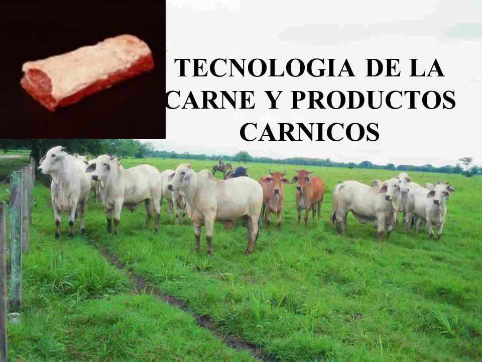 TECNOLOGIA DE LA CARNE Y PRODUCTOS CARNICOS