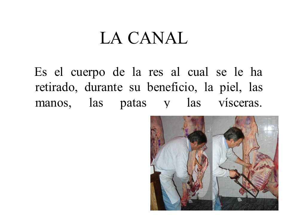 LA CANAL Es el cuerpo de la res al cual se le ha retirado, durante su beneficio, la piel, las manos, las patas y las vísceras.
