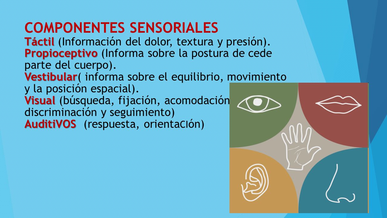 COMPONENTES SENSORIALES Táctil (Información del dolor, textura y presión).