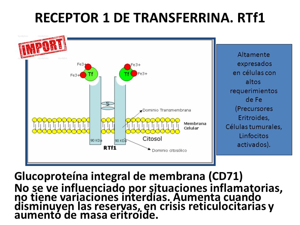 RECEPTOR 1 DE TRANSFERRINA. RTf1