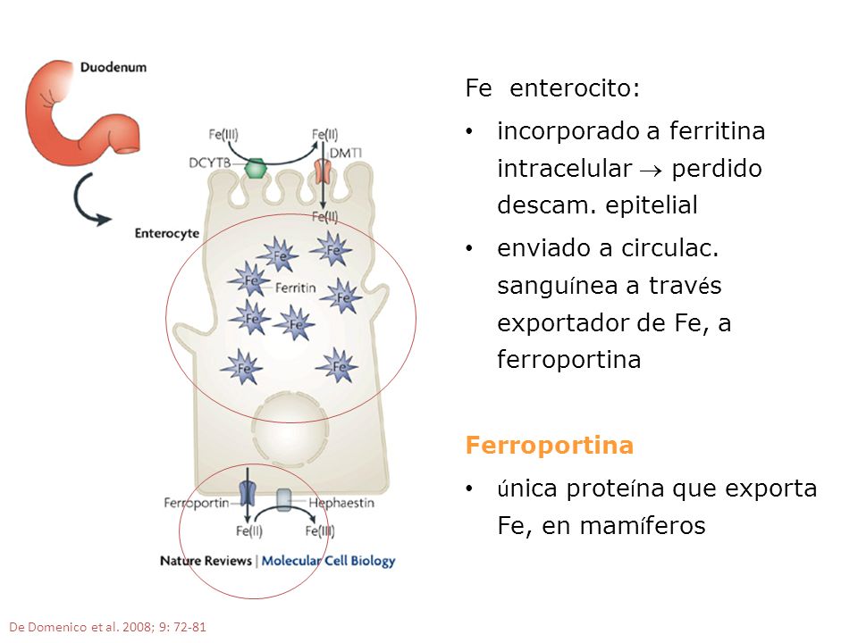 incorporado a ferritina intracelular  perdido descam. epitelial