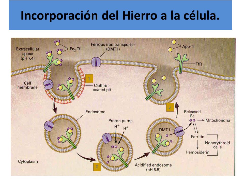 Incorporación del Hierro a la célula.