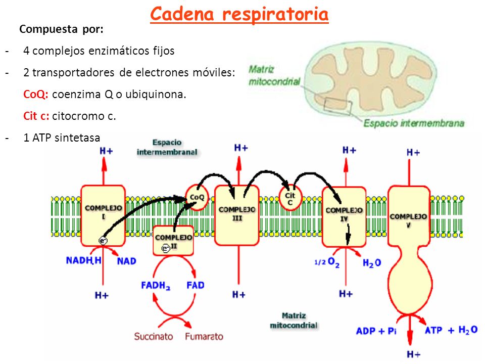 Cadena respiratoria Compuesta por: 4 complejos enzimáticos fijos