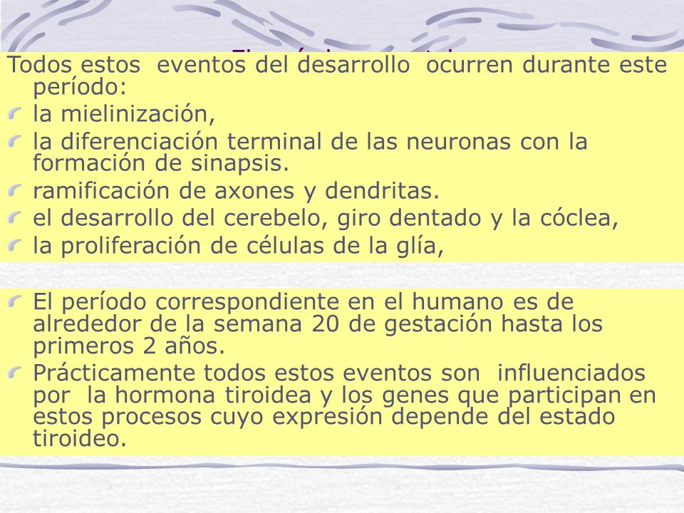 El período posnatal Todos estos eventos del desarrollo ocurren durante este período: la mielinización,