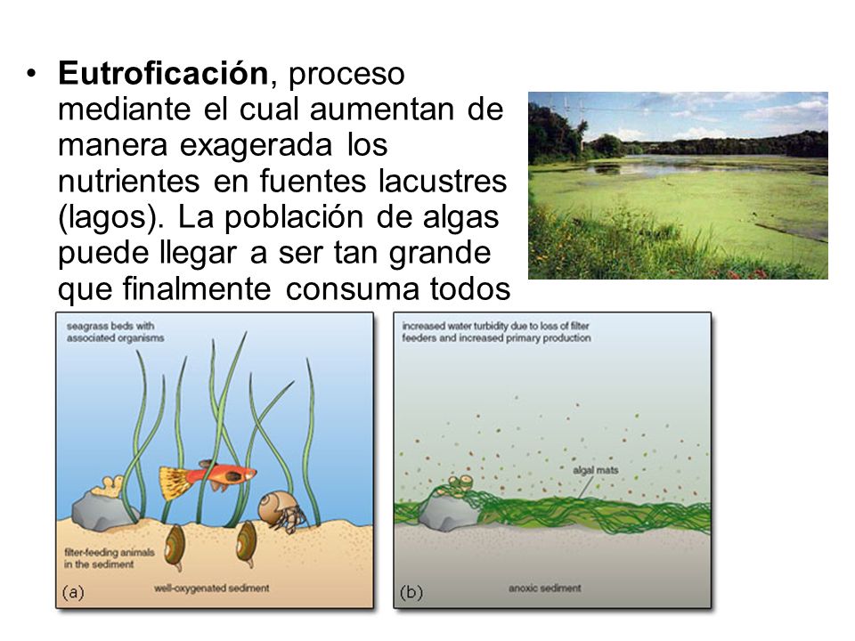 Eutroficación, proceso mediante el cual aumentan de manera exagerada los nutrientes en fuentes lacustres (lagos).