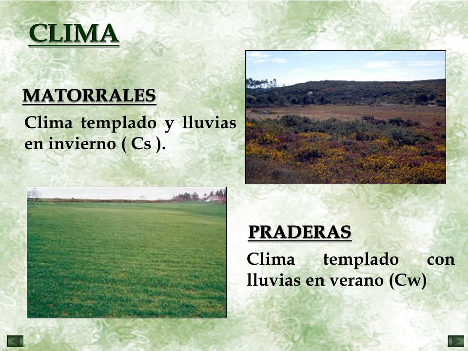 CLIMA MATORRALES PRADERAS Clima templado y lluvias en invierno ( Cs ).