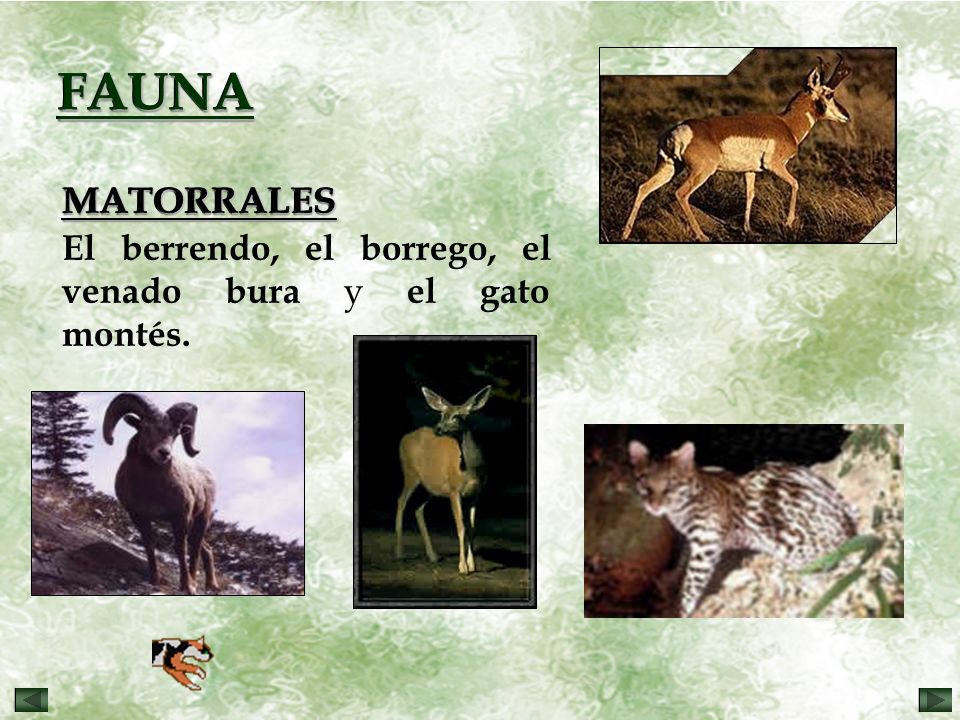 FAUNA MATORRALES. El berrendo, el borrego, el venado bura y el gato montés.