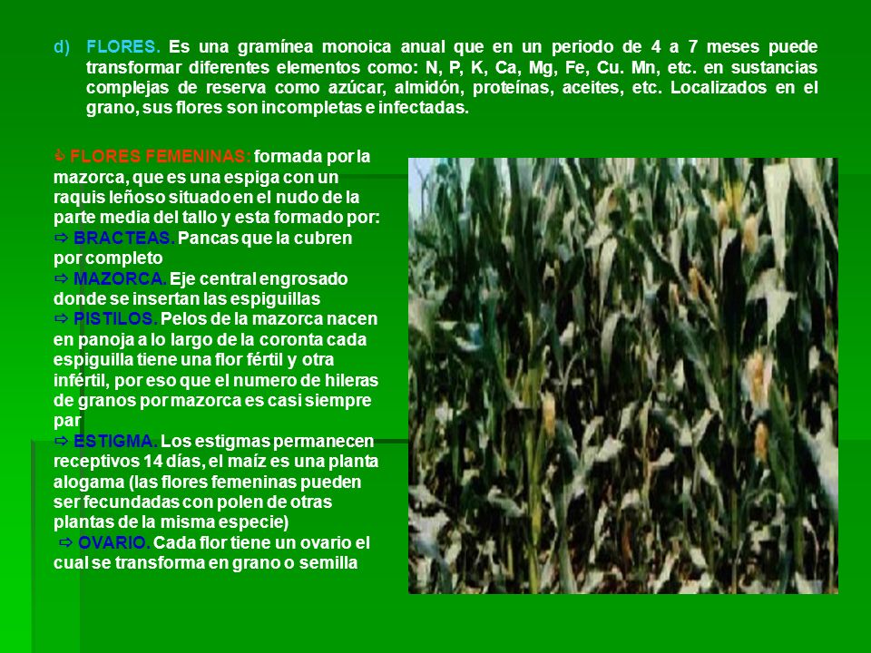 FLORES. Es una gramínea monoica anual que en un periodo de 4 a 7 meses puede transformar diferentes elementos como: N, P, K, Ca, Mg, Fe, Cu. Mn, etc. en sustancias complejas de reserva como azúcar, almidón, proteínas, aceites, etc. Localizados en el grano, sus flores son incompletas e infectadas.