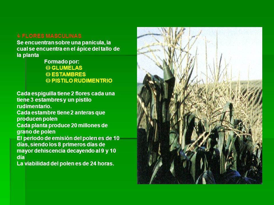  FLORES MASCULINAS. Se encuentran sobre una panicula, la cual se encuentra en el ápice del tallo de la planta.