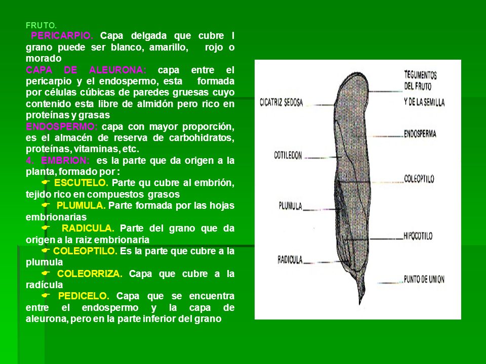 4. EMBRION: es la parte que da origen a la planta, formado por :