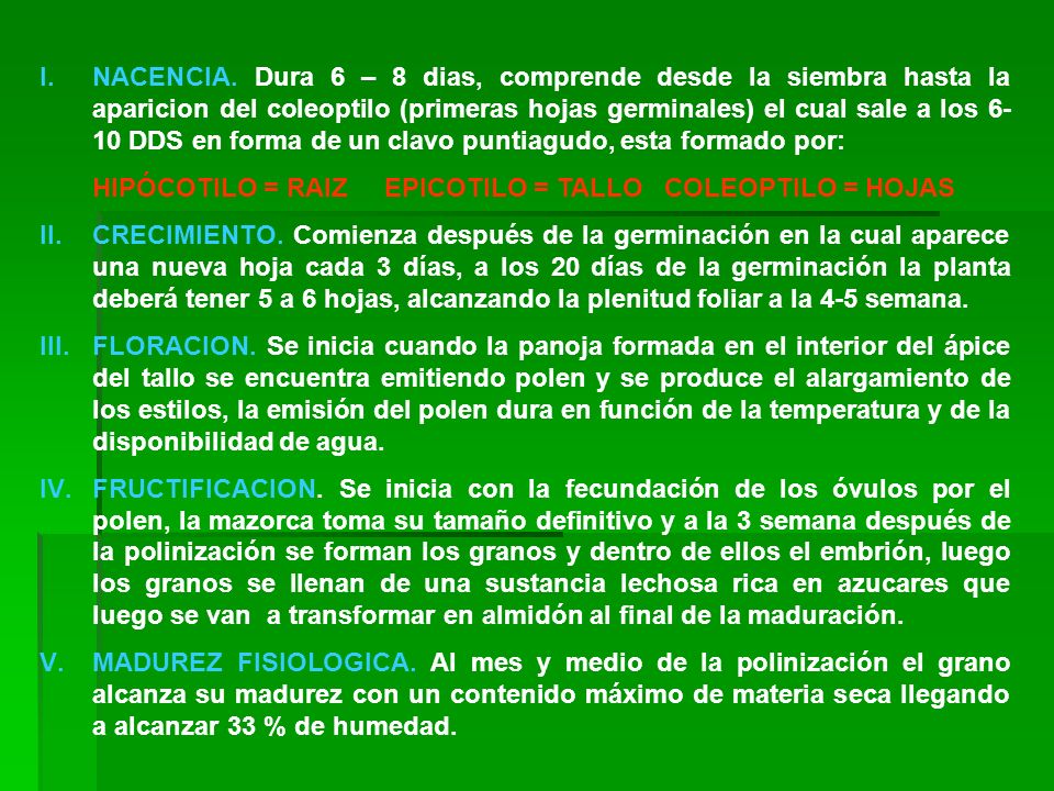 NACENCIA. Dura 6 – 8 dias, comprende desde la siembra hasta la aparicion del coleoptilo (primeras hojas germinales) el cual sale a los 6-10 DDS en forma de un clavo puntiagudo, esta formado por:
