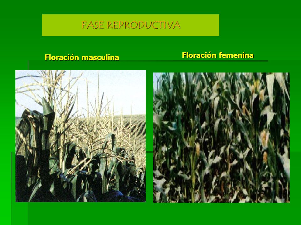 FASE REPRODUCTIVA Floración femenina Floración masculina