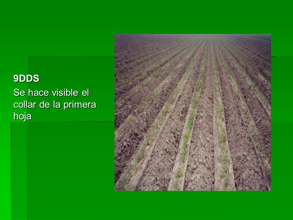9DDS Se hace visible el collar de la primera hoja