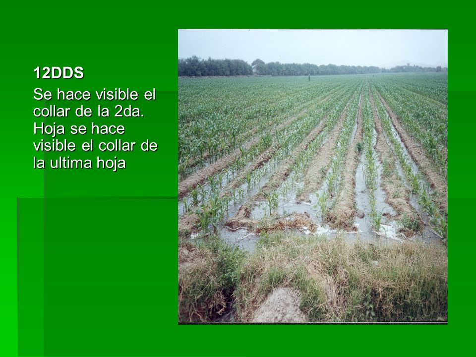 12DDS Se hace visible el collar de la 2da. Hoja se hace visible el collar de la ultima hoja