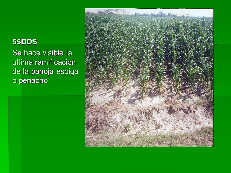 55DDS Se hace visible la ultima ramificación de la panoja espiga o penacho