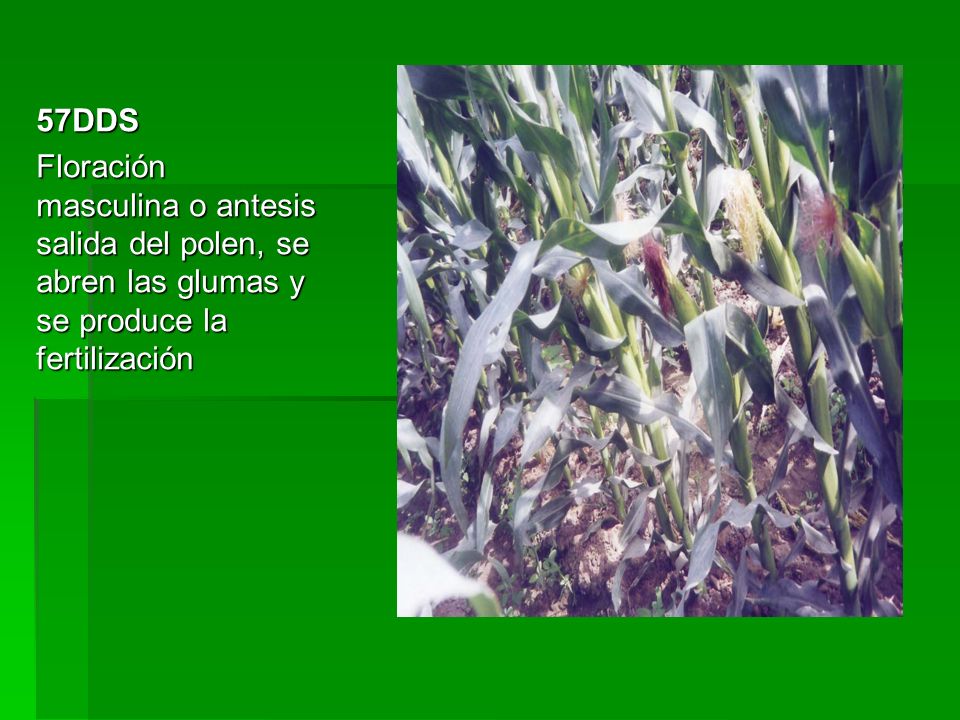 57DDS Floración masculina o antesis salida del polen, se abren las glumas y se produce la fertilización.