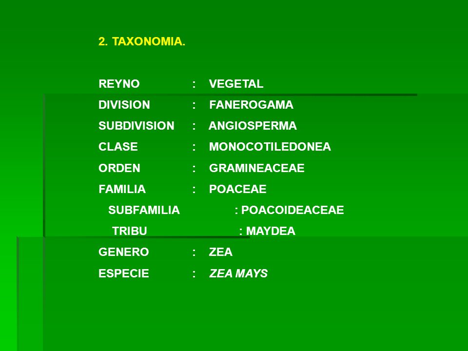 2. TAXONOMIA. REYNO : VEGETAL. DIVISION : FANEROGAMA. SUBDIVISION : ANGIOSPERMA. CLASE : MONOCOTILEDONEA.