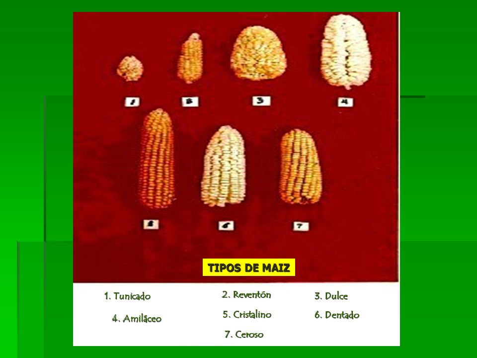 TIPOS DE MAIZ 1. Tunicado 2. Reventón 3. Dulce 5. Cristalino