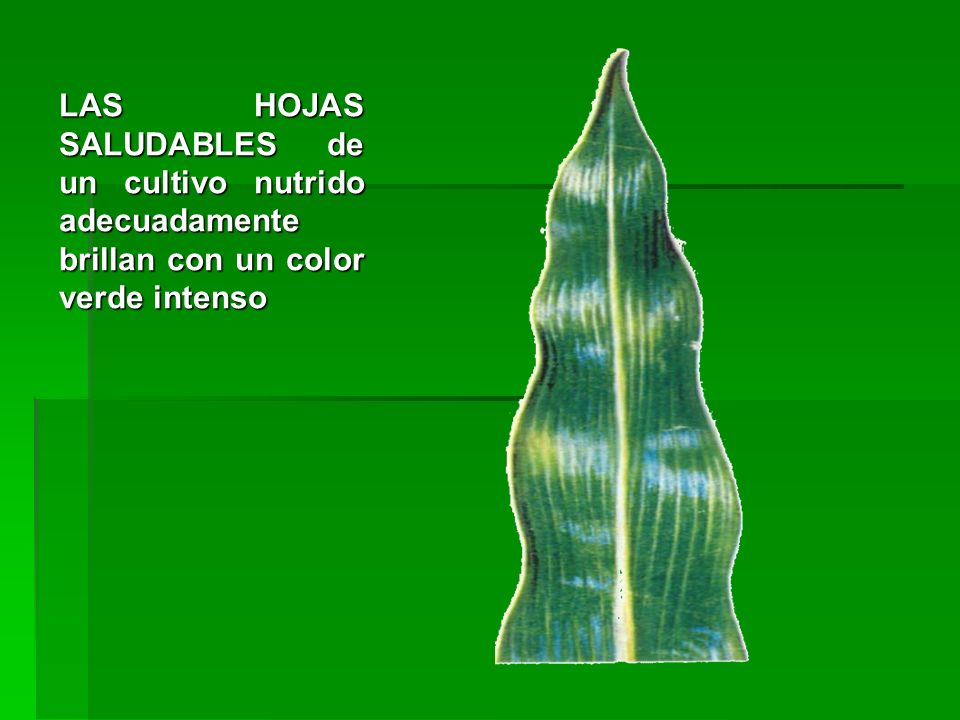 LAS HOJAS SALUDABLES de un cultivo nutrido adecuadamente brillan con un color verde intenso