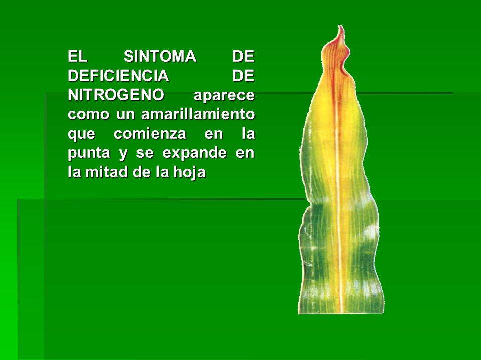 EL SINTOMA DE DEFICIENCIA DE NITROGENO aparece como un amarillamiento que comienza en la punta y se expande en la mitad de la hoja