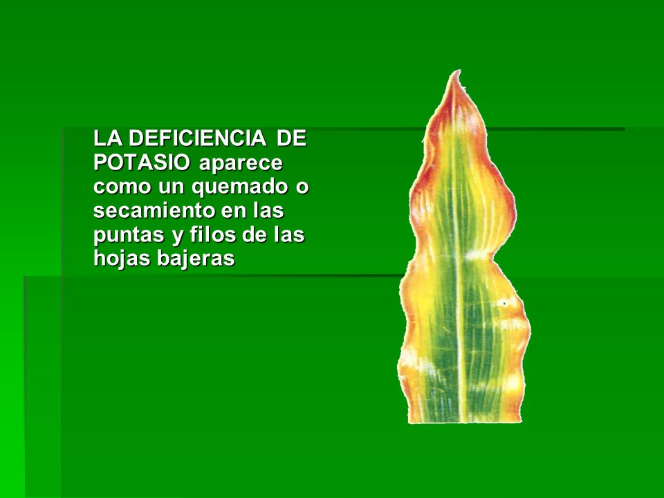 LA DEFICIENCIA DE POTASIO aparece como un quemado o secamiento en las puntas y filos de las hojas bajeras