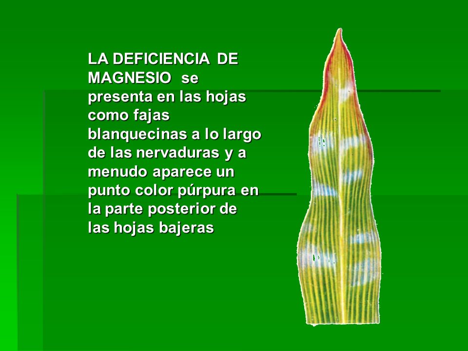 LA DEFICIENCIA DE MAGNESIO se presenta en las hojas como fajas blanquecinas a lo largo de las nervaduras y a menudo aparece un punto color púrpura en la parte posterior de las hojas bajeras