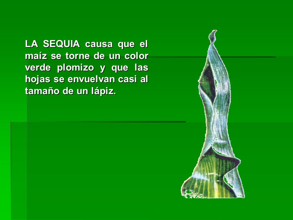 LA SEQUIA causa que el maíz se torne de un color verde plomizo y que las hojas se envuelvan casi al tamaño de un lápiz.