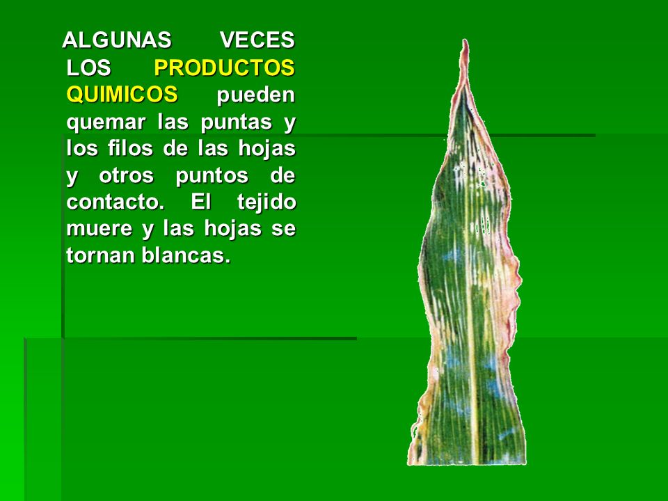 ALGUNAS VECES LOS PRODUCTOS QUIMICOS pueden quemar las puntas y los filos de las hojas y otros puntos de contacto.