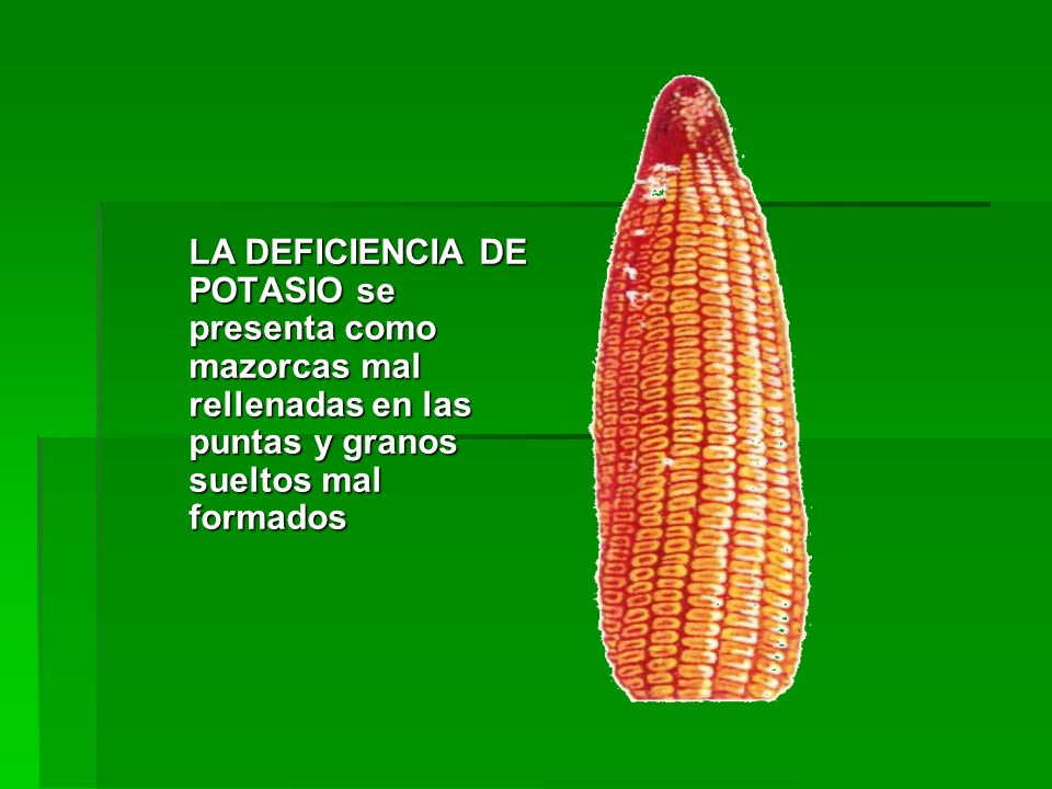 LA DEFICIENCIA DE POTASIO se presenta como mazorcas mal rellenadas en las puntas y granos sueltos mal formados