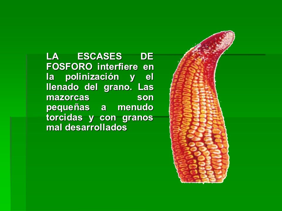 LA ESCASES DE FOSFORO interfiere en la polinización y el llenado del grano.